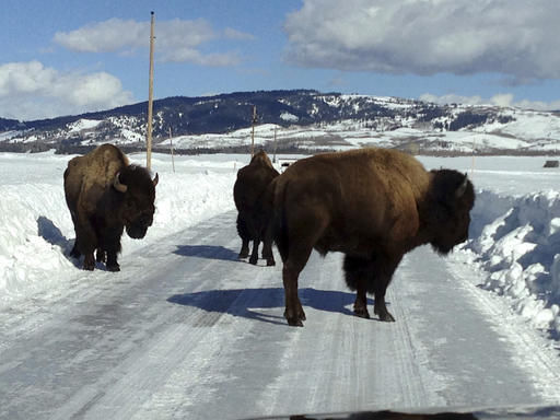You've been stuck in a traffic jam ... of bison